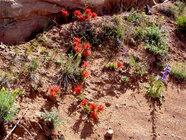 MoabFlowers (1307)